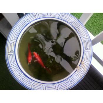 金魚 金魚