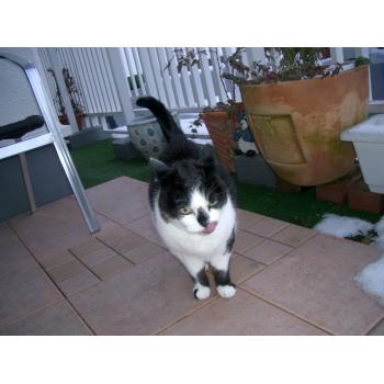 テラスで放し飼いのはなちゃん