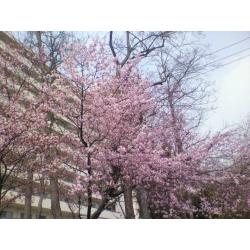 桜の開花10.5.6 札幌市場外市場近く