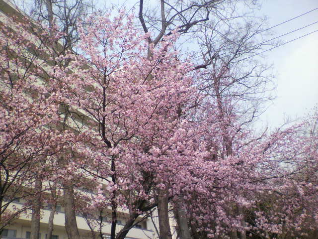 桜の開花　2010年5月6日　札幌